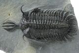 Short Trident Walliserops Trilobite - Timrzit, Morocco #354420-3